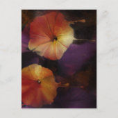 Morning Glory Blume Postkarte (Vorderseite)