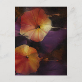 Morning Glory Blume Postkarte