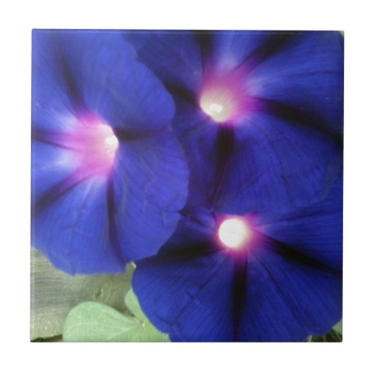 Morning Glory Blume Tile Fliese (Vorderseite)