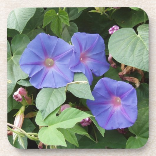 Morning Glory Blume Untersetzer (Vorderseite)