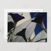 Morning Glory Blumen Postcard Postkarte (Vorne/Hinten)