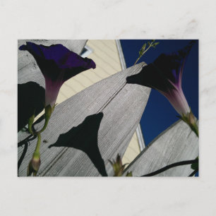 Morning Glory Blumen Postcard Postkarte