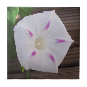 Morning Glory Fliese