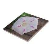 Morning Glory Fliese (Seite)