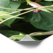 Morning Glory Foto Poster (Ecke)