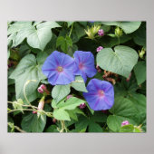 Morning Glory Foto Poster (Vorne)