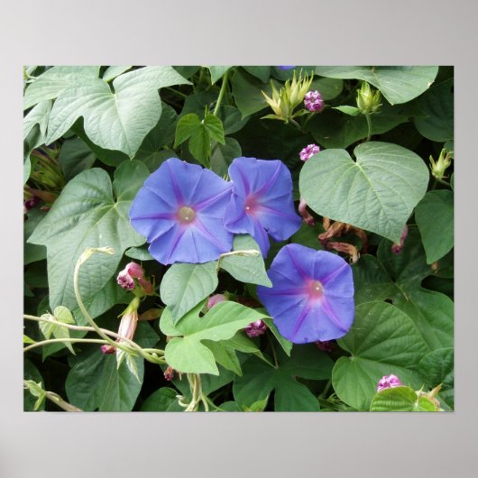 Morning Glory Foto Poster (Vorne)