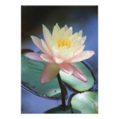 Morning Glory Fotodruck (Vorne)