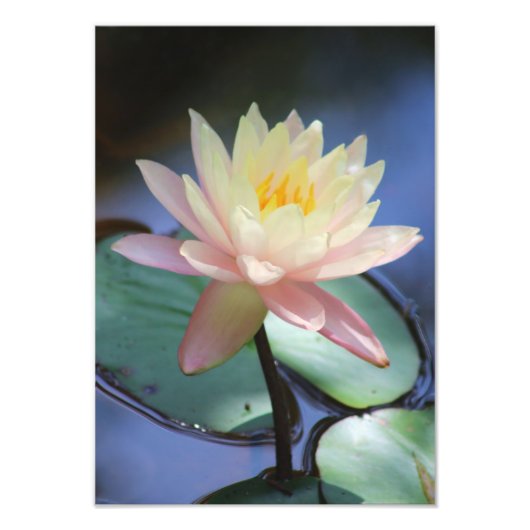 Morning Glory Fotodruck (Vorne)