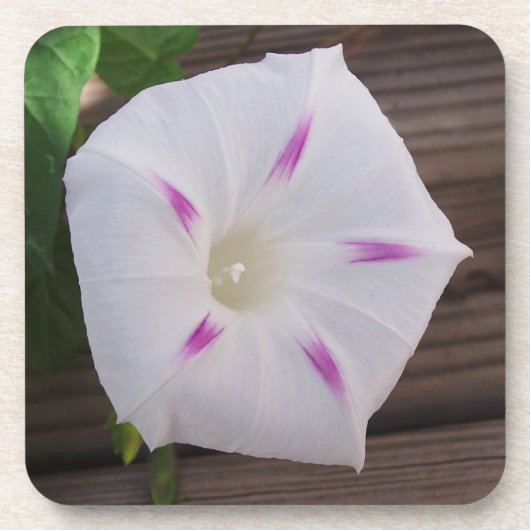 Morning Glory Getränkeuntersetzer (Vorderseite)