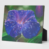 Morning Glory (Ipomoea Purpurea) Petals und Dew Dr Fotoplatte (Seite)