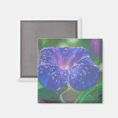 Morning Glory (Ipomoea Purpurea) Petals und Dew Dr Magnet (Vorderseite/Rückseite)