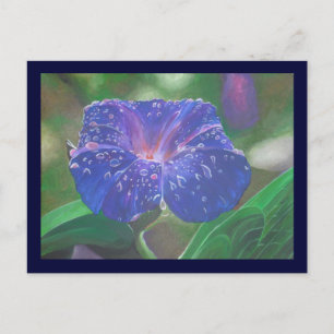 Morning Glory (Ipomoea Purpurea) Petals und Dew Dr Postkarte