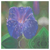 Morning Glory (Ipomoea Purpurea) Petals und Dew Dr Stoff (Nahaufnahme)