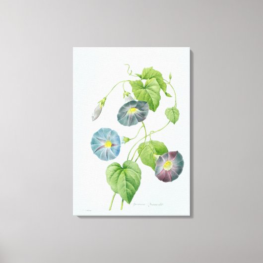 Morning Glory Leinwanddruck (Vorderseite)