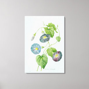 Morning Glory Leinwanddruck