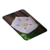 Morning Glory Magnet (Rechte Seite)