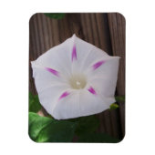 Morning Glory Magnet (Vertikal)