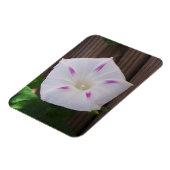 Morning Glory Magnet (Linke Seite)