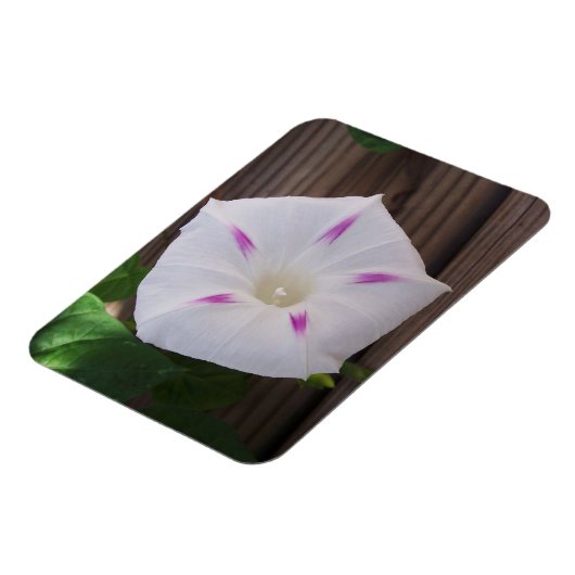 Morning Glory Magnet (Linke Seite)