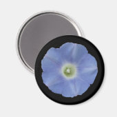 Morning Glory Magnet (Vorderseite/Rückseite)