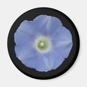 Morning Glory Magnet