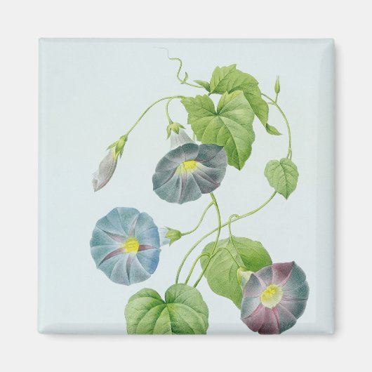 Morning Glory Magnet (Vorne)
