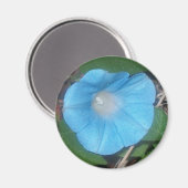 Morning Glory Magnet (Vorderseite/Rückseite)
