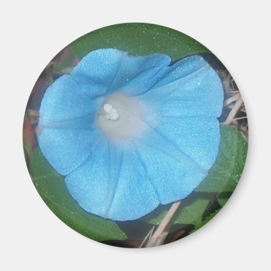 Morning Glory Magnet (Vorne)