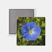 Morning Glory Magnet (Vorderseite/Rückseite)