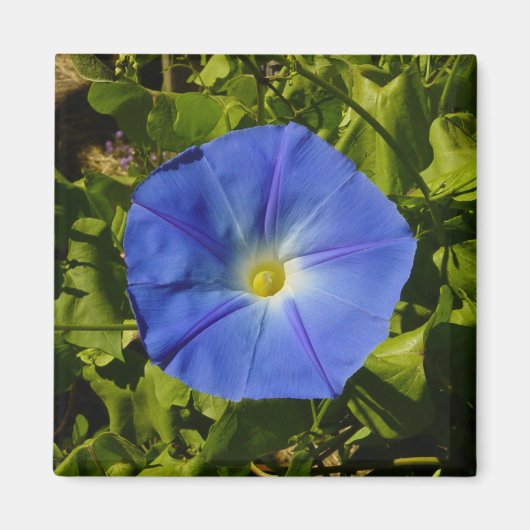 Morning Glory Magnet (Vorne)
