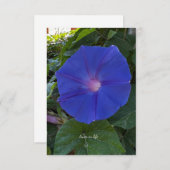 Morning Glory Mitteilungskarte (Vorne/Hinten)