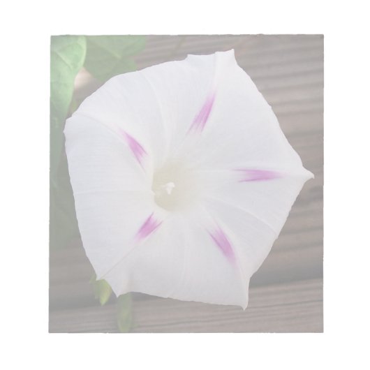 Morning Glory Notizblock (Vorderseite)