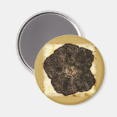 Morning Glory Old Time Sketch Magnet (Vorderseite/Rückseite)