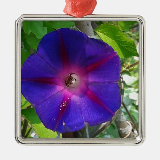 Morning Glory Ornament Aus Metall (Vorne)