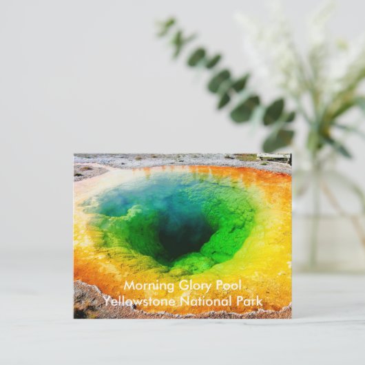 Morning Glory Pool Postkarten (Stehend Vorderseite)