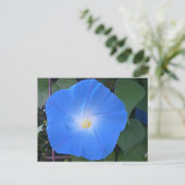 Morning Glory Postcard Postkarte (Stehend Vorderseite)