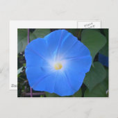 Morning Glory Postcard Postkarte (Vorne/Hinten)