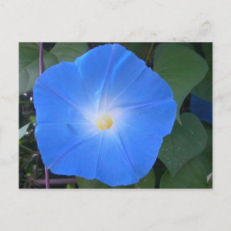 Morning Glory Postcard Postkarte