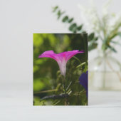 Morning Glory Postcard Postkarte (Stehend Vorderseite)