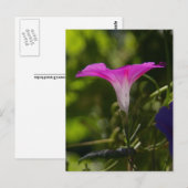 Morning Glory Postcard Postkarte (Vorne/Hinten)
