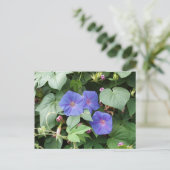 Morning Glory Postcard Postkarte (Stehend Vorderseite)