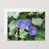 Morning Glory Postcard Postkarte (Vorne/Hinten)