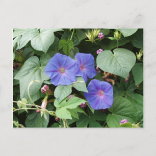 Morning Glory Postcard Postkarte
