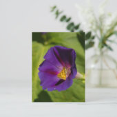 Morning Glory Postcard Postkarte (Stehend Vorderseite)
