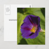 Morning Glory Postcard Postkarte (Vorne/Hinten)