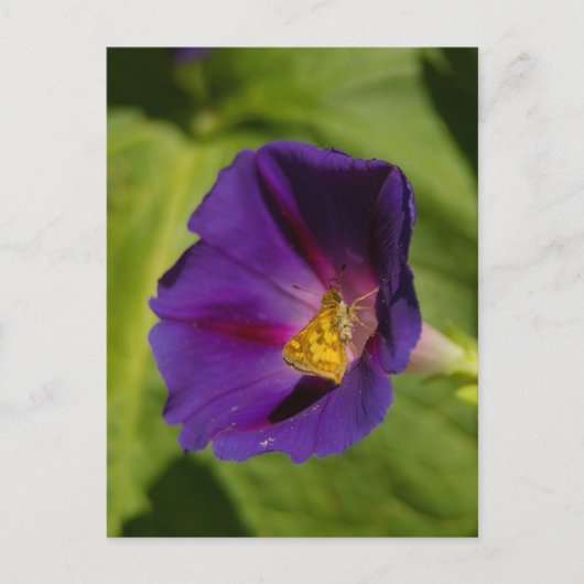 Morning Glory Postcard Postkarte (Vorderseite)