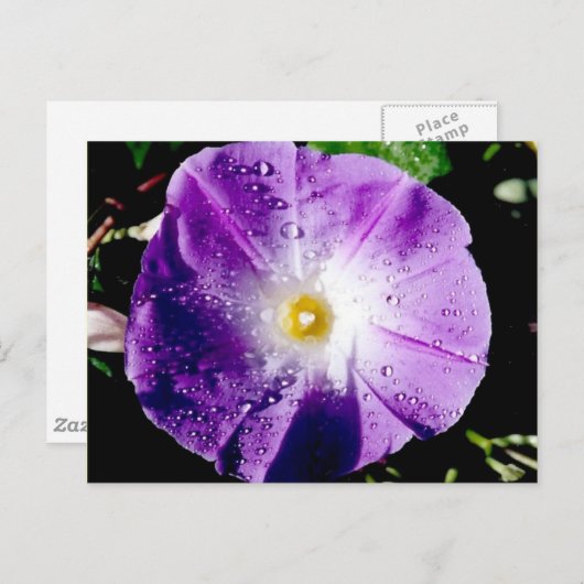Morning Glory - Postcard Postkarte (Vorne/Hinten)