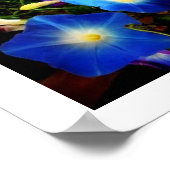 Morning Glory Poster (Ecke)