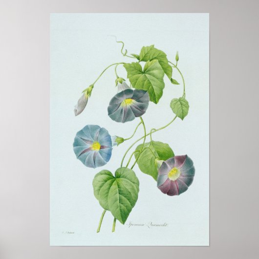 Morning Glory Poster (Vorne)